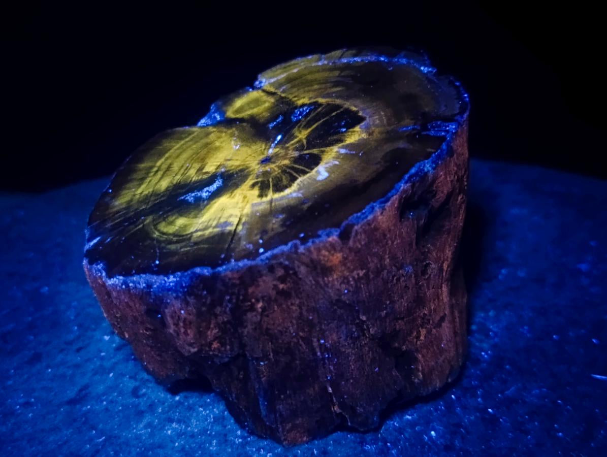 Polished Mixed Dadoxylon Petrified Wood Sphere and Branches x 3 From Gokwe, Zimbabwe - Toprock Gemstones and Minerals 