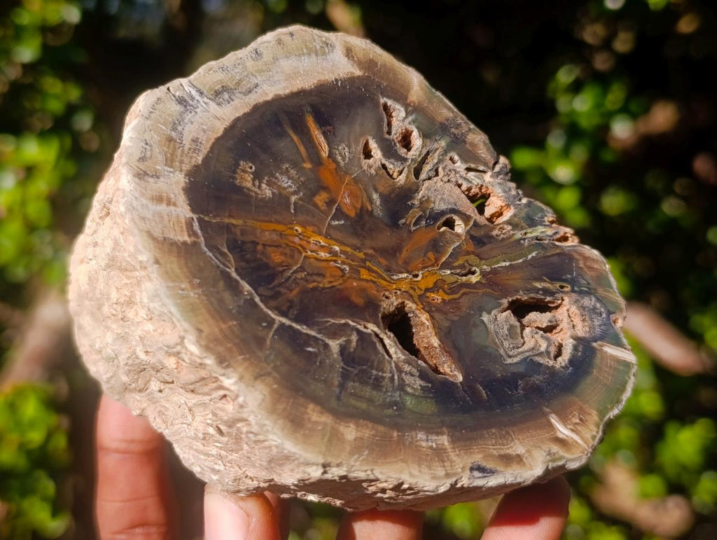 Polished Mixed Dadoxylon Petrified Wood Sphere and Branches x 3 From Gokwe, Zimbabwe - Toprock Gemstones and Minerals 