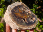 Polished Mixed Dadoxylon Petrified Wood Sphere and Branches x 3 From Gokwe, Zimbabwe - Toprock Gemstones and Minerals 