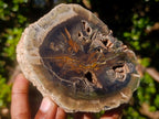 Polished Mixed Dadoxylon Petrified Wood Sphere and Branches x 3 From Gokwe, Zimbabwe - Toprock Gemstones and Minerals 