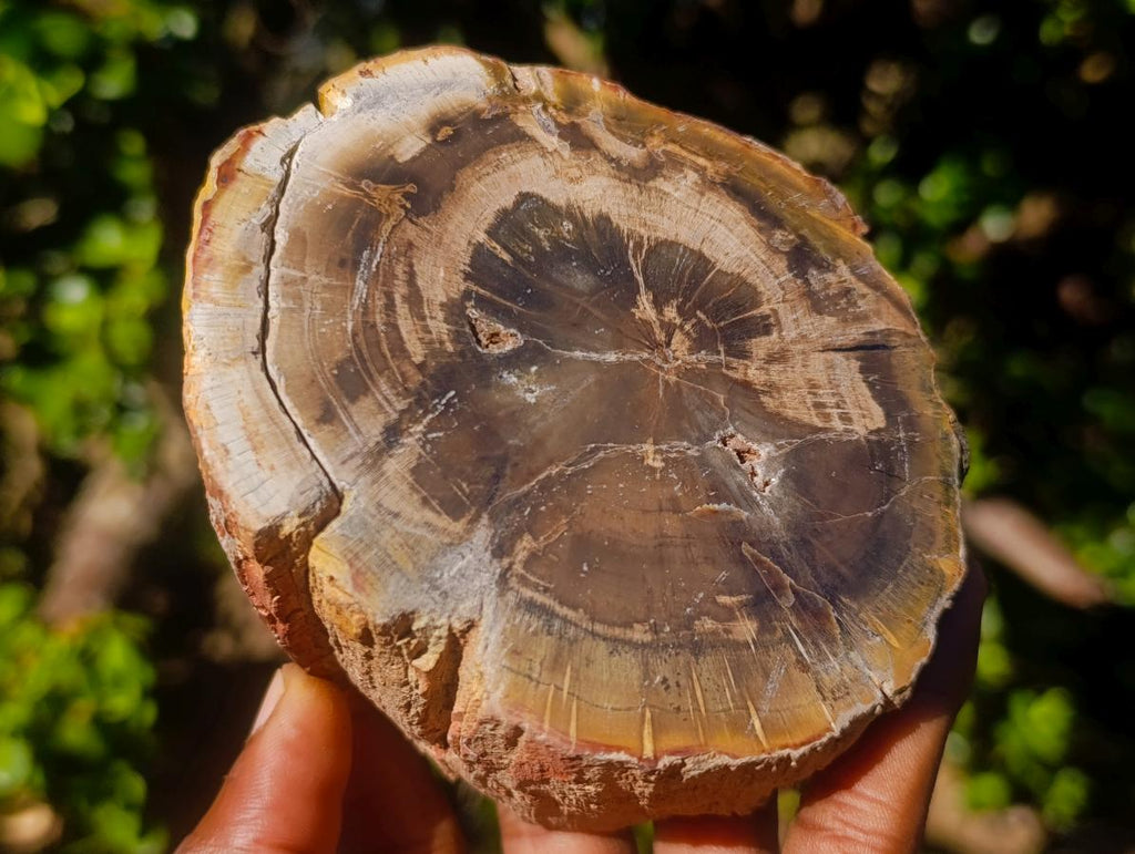 Polished Mixed Dadoxylon Petrified Wood Sphere and Branches x 3 From Gokwe, Zimbabwe - Toprock Gemstones and Minerals 