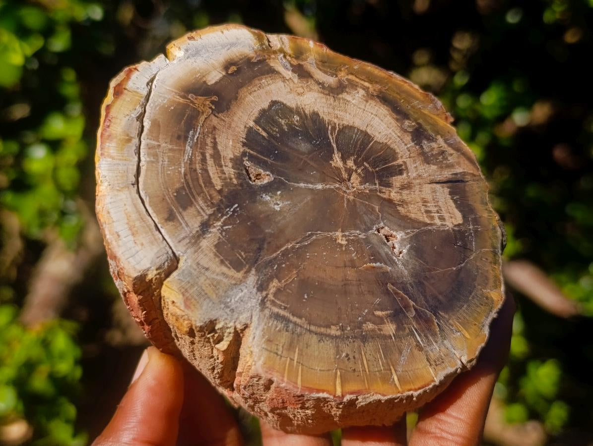 Polished Mixed Dadoxylon Petrified Wood Sphere and Branches x 3 From Gokwe, Zimbabwe - Toprock Gemstones and Minerals 