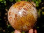 Polished Mixed Dadoxylon Petrified Wood Sphere and Branches x 3 From Gokwe, Zimbabwe - Toprock Gemstones and Minerals 