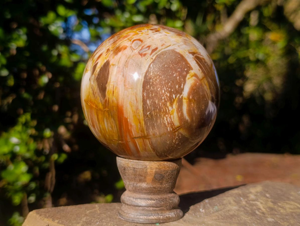 Polished Mixed Dadoxylon Petrified Wood Sphere and Branches x 3 From Gokwe, Zimbabwe - Toprock Gemstones and Minerals 