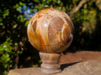Polished Mixed Dadoxylon Petrified Wood Sphere and Branches x 3 From Gokwe, Zimbabwe - Toprock Gemstones and Minerals 