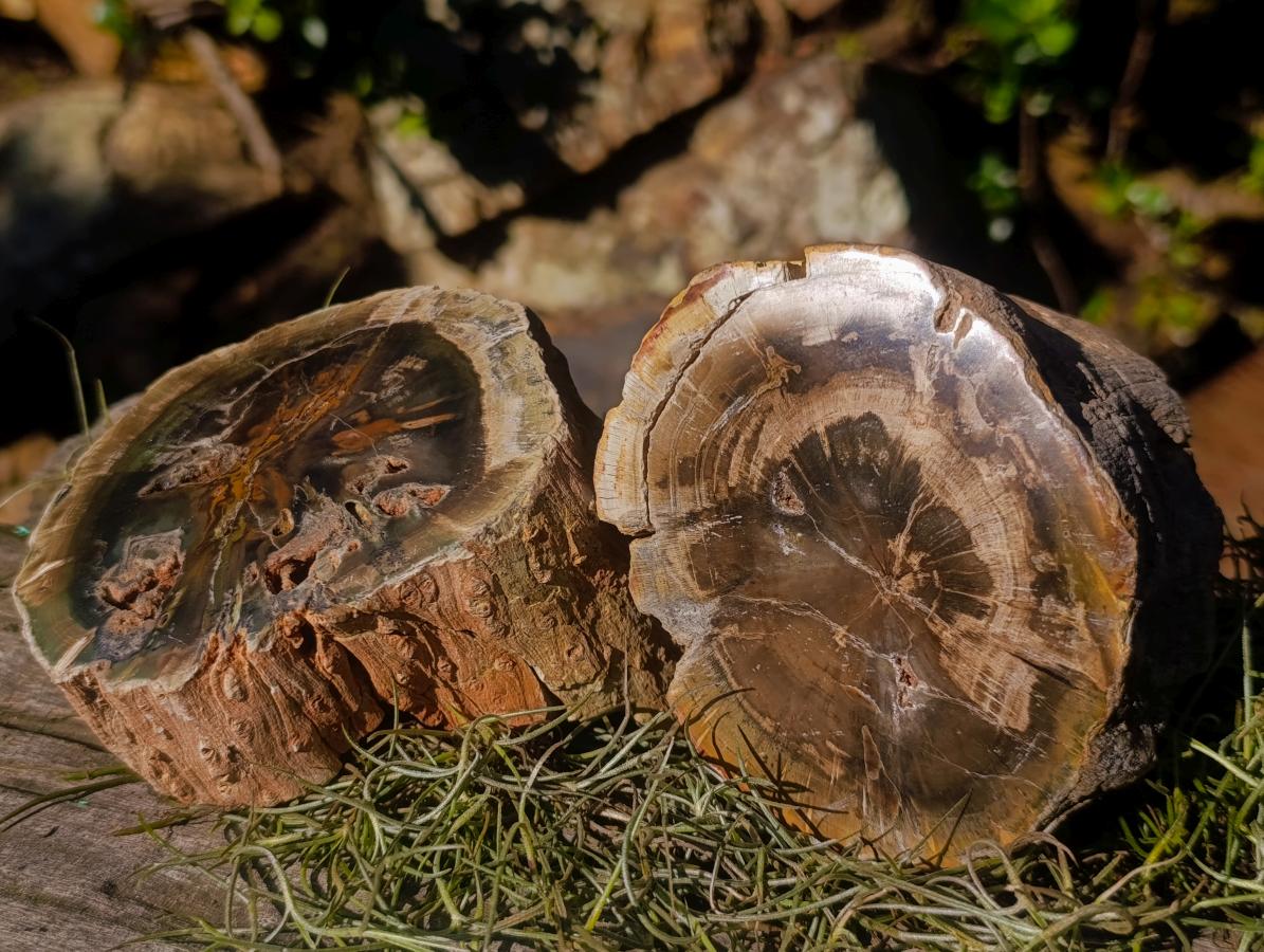 Polished Mixed Dadoxylon Petrified Wood Sphere and Branches x 3 From Gokwe, Zimbabwe