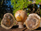 Polished Mixed Dadoxylon Petrified Wood Sphere and Branches x 3 From Gokwe, Zimbabwe - Toprock Gemstones and Minerals 