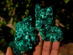 Natural Silky Malachite Specimens x 12 From Kasompe, Congo