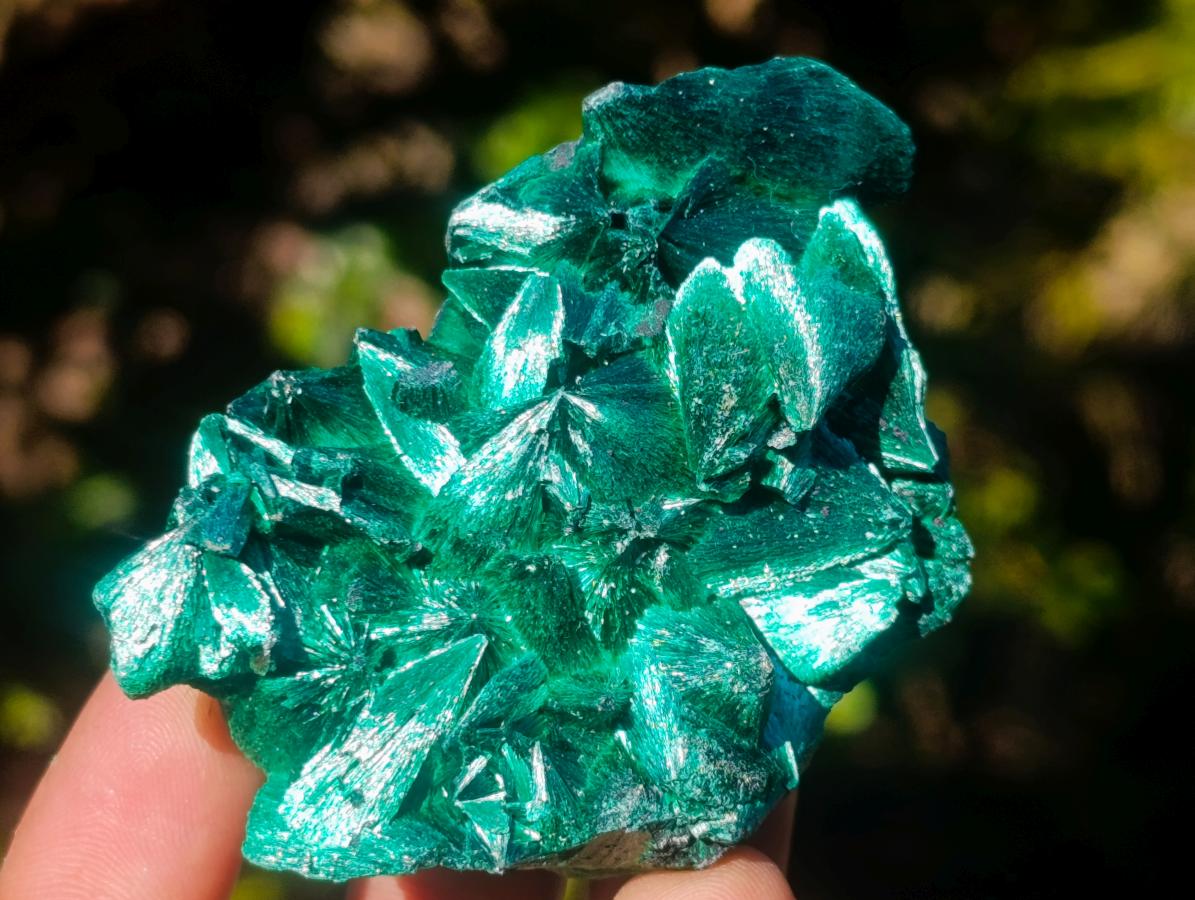 Natural Silky Malachite Specimens x 12 From Kasompe, Congo