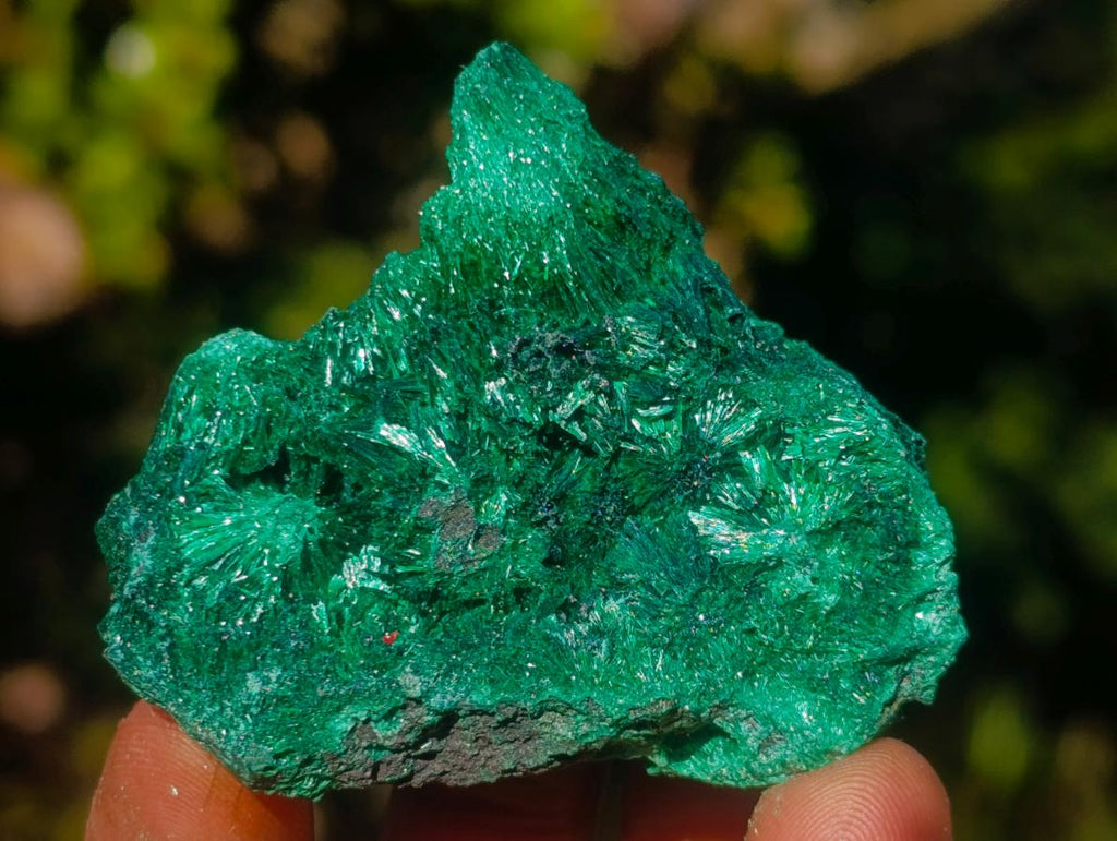 Natural Silky Malachite Specimens x 12 From Kasompe, Congo