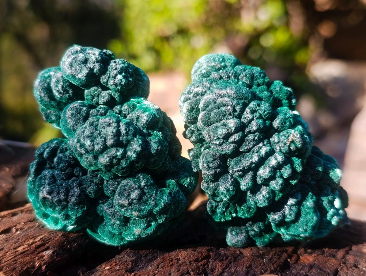 Natural Silky Malachite Specimens x 12 From Kasompe, Congo