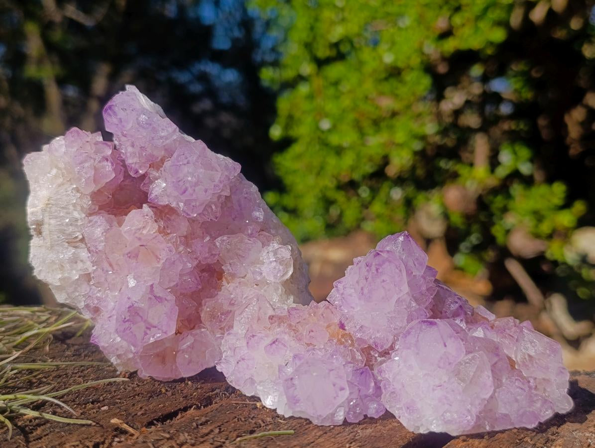 Natural Sunburst Spirit Amethyst Clusters x 6 From Boekenhouthoek, South Africa