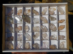 Natural Small Smokey Brandberg Quartz Crystals x 47 From Brandberg, Namibia - Toprock Gemstones and Minerals 