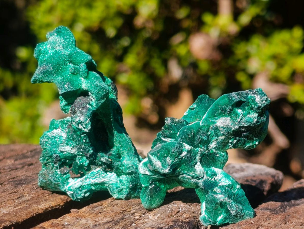 Natural Silky Malachite Specimens x 24 From Kasompe, Congo