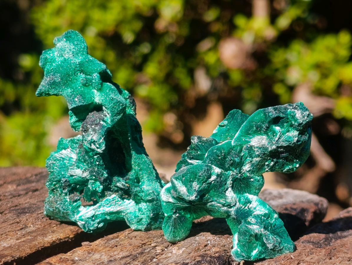 Natural Silky Malachite Specimens x 24 From Kasompe, Congo