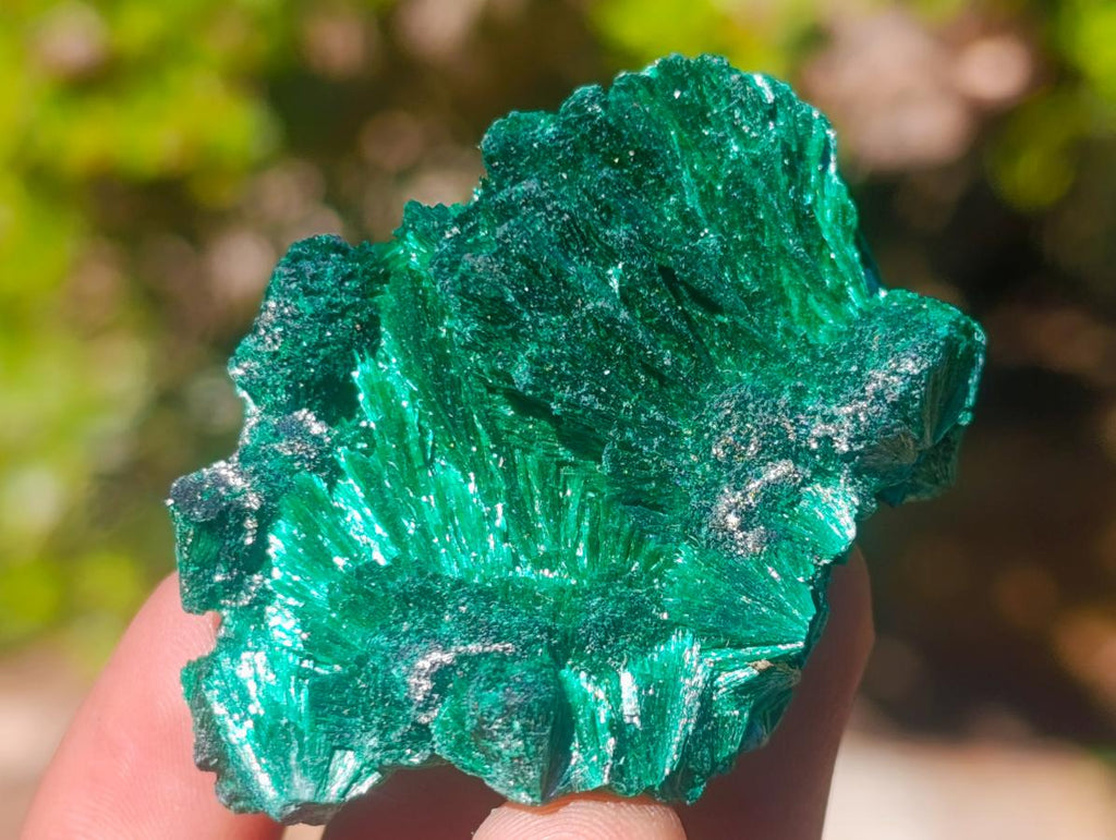 Natural Silky Malachite Specimens x 24 From Kasompe, Congo