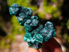Natural Silky Malachite Specimens x 24 From Kasompe, Congo