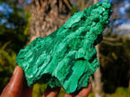 Natural Silky Malachite Cabinet Specimens x 2 From Kasompe, Congo