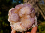 Natural Spirit Ametrine Clusters x 3 From Boekenhouthoek, South Africa - Toprock Gemstones and Minerals 
