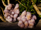Natural Spirit Ametrine Clusters x 3 From Boekenhouthoek, South Africa - Toprock Gemstones and Minerals 