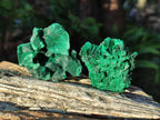 Natural Silky Malachite Specimens x 12 From Kasompe, Congo - Toprock Gemstones and Minerals 