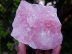 Natural Cobbed Rose Quartz Specimens x 12 From Northern Cape, South Africa - Toprock Gemstones and Minerals 
