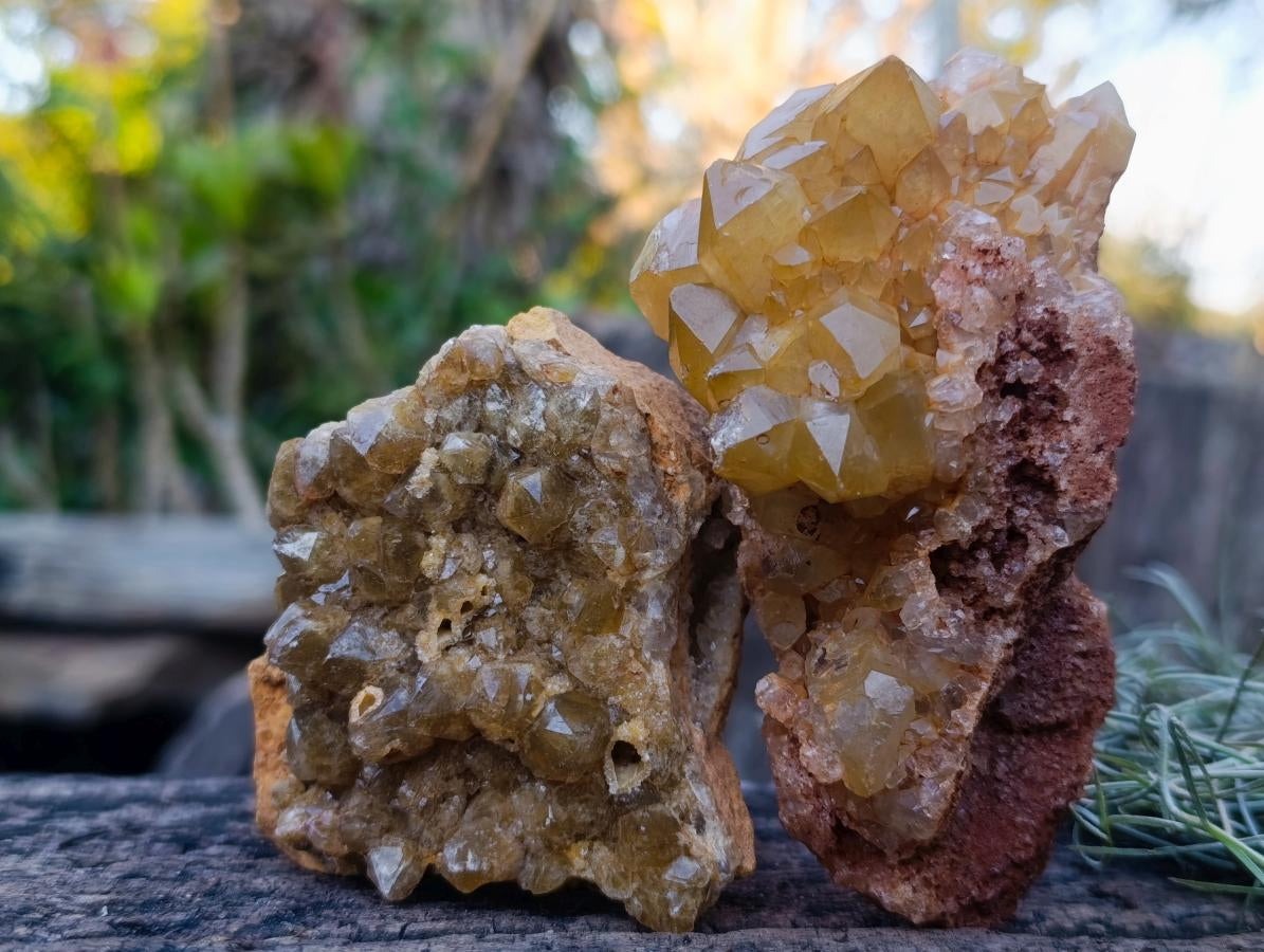 Natural Golden Limonite Quartz Clusters x 12 From Solwezi, Zambia - Toprock Gemstones and Minerals 