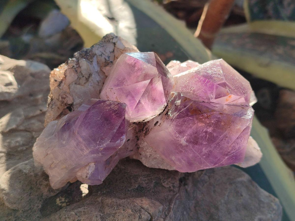 Natural Jacaranda Amethyst Clusters x 2 From Mumbwa, Zambia - Toprock Gemstones and Minerals 