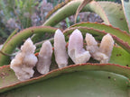 Natural Spirit Amethyst Crystals x 35 From Boekenhouthoek, South Africa - Toprock Gemstones and Minerals 