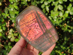 Polished Rare Purple Sunset Flash Labradorite Standing Display Pieces x 2 From Madagascar - Toprock Gemstones and Minerals 