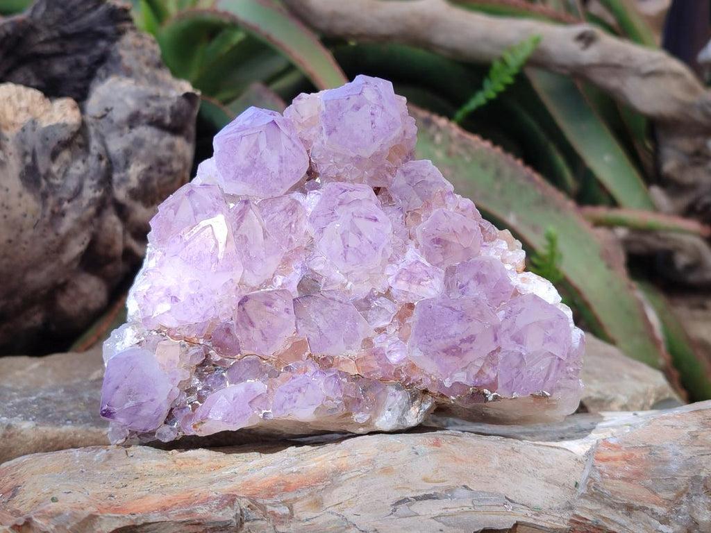 Natural Cabinet Spirit Amethyst Clusters x 2 From Boekenhouthoek, South Africa - Toprock Gemstones and Minerals 