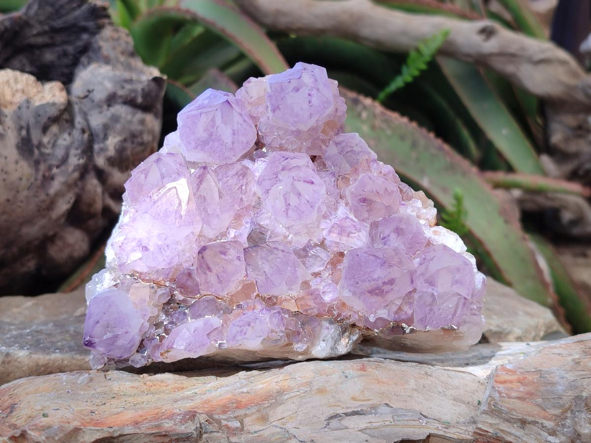 Natural Cabinet Spirit Amethyst Clusters x 2 From Boekenhouthoek, South Africa - Toprock Gemstones and Minerals 