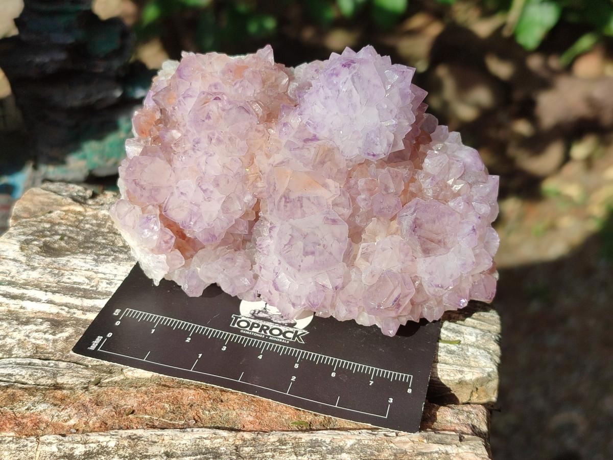 Natural Cabinet Spirit Amethyst Clusters x 2 From Boekenhouthoek, South Africa - Toprock Gemstones and Minerals 