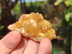 Natural Golden Limonite Quartz Clusters x 35 From Solwezi, Zambia - Toprock Gemstones and Minerals 