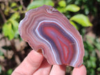 Polished One Side Red Shashe River Agate Nodules x 6 From Shashe River, Zimbabwe - Toprock Gemstones and Minerals 