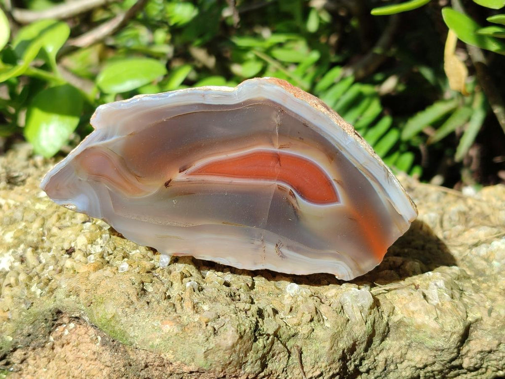 Polished One Side Red Shashe River Agate Nodules x 6 From Shashe River, Zimbabwe - Toprock Gemstones and Minerals 