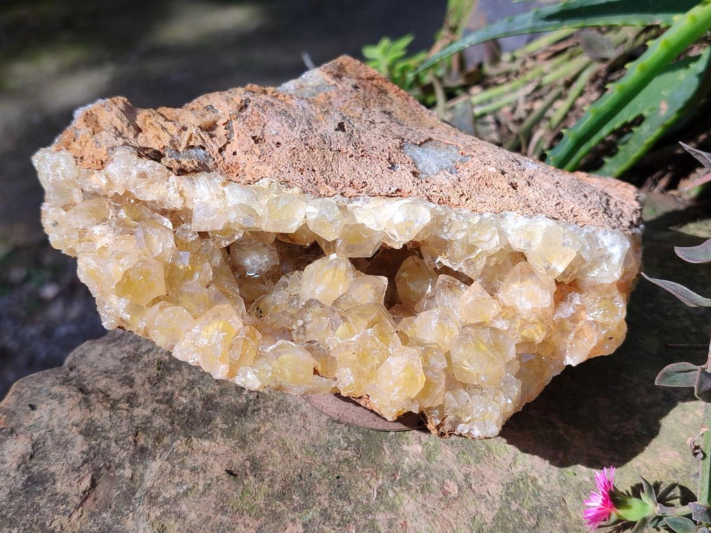 Natural Golden Limonite Quartz Clusters x 5 From Solwezi, Zambia - Toprock Gemstones and Minerals 