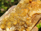 Natural Golden Limonite Quartz Clusters x 5 From Solwezi, Zambia - Toprock Gemstones and Minerals 