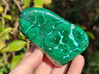 Polished Malacolla Free Forms x 6 From Kulukuluku, Congo - Toprock Gemstones and Minerals 