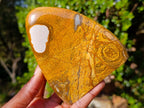 Polished Picture Stone Jasper Standing Display Pieces x 3 From Ais-Ais, Namibia - Toprock Gemstones and Minerals 
