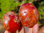 Polished Carnelian Agate Gemstone Palm Stones x 28 From Madagascar - Toprock Gemstones and Minerals 