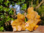 Natural Golden Limonite Spirit Quartz Crystal Clusters x 12 From Boekenhouthoek, South Africa - Toprock Gemstones and Minerals 