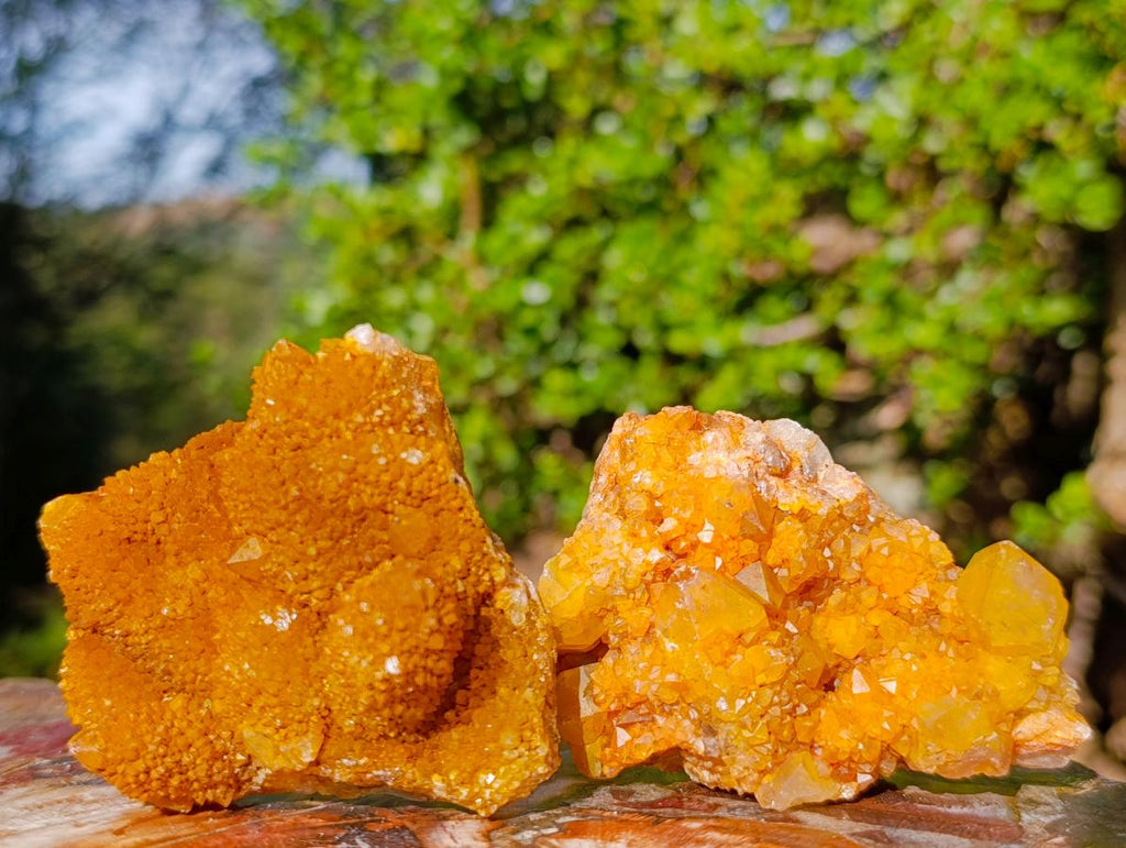 Natural Golden Limonite Spirit Quartz Crystal Clusters x 12 From Boekenhouthoek, South Africa - Toprock Gemstones and Minerals 