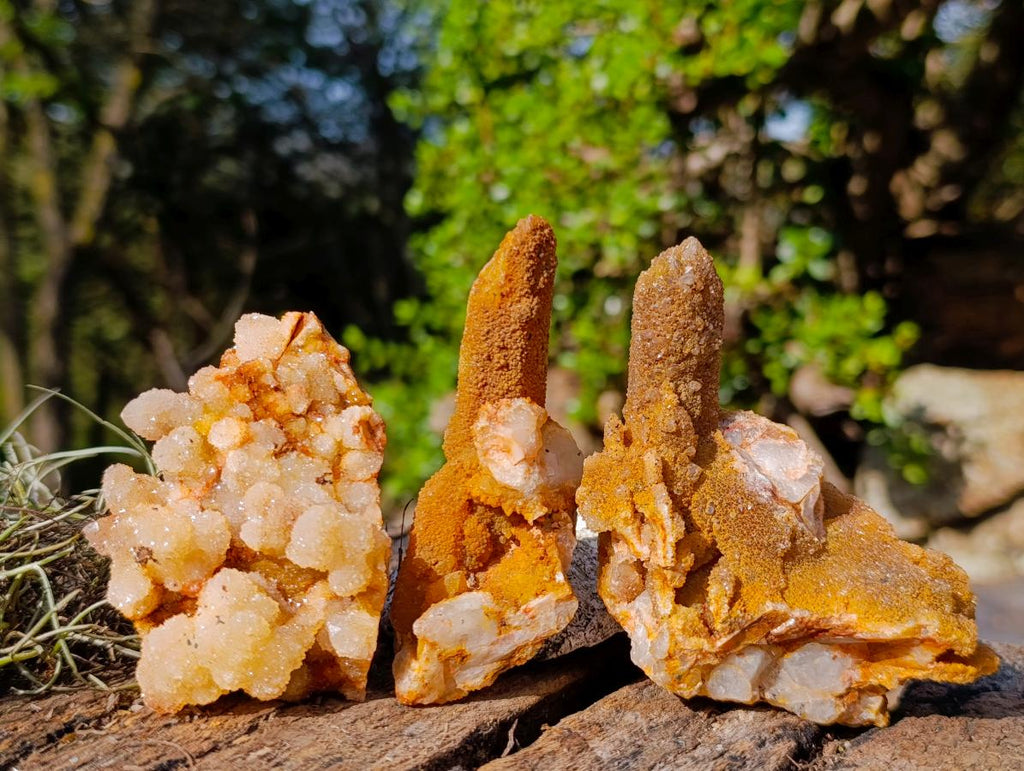 Natural Golden Limonite Spirit Quartz Crystal Clusters x 12 From Boekenhouthoek, South Africa - Toprock Gemstones and Minerals 