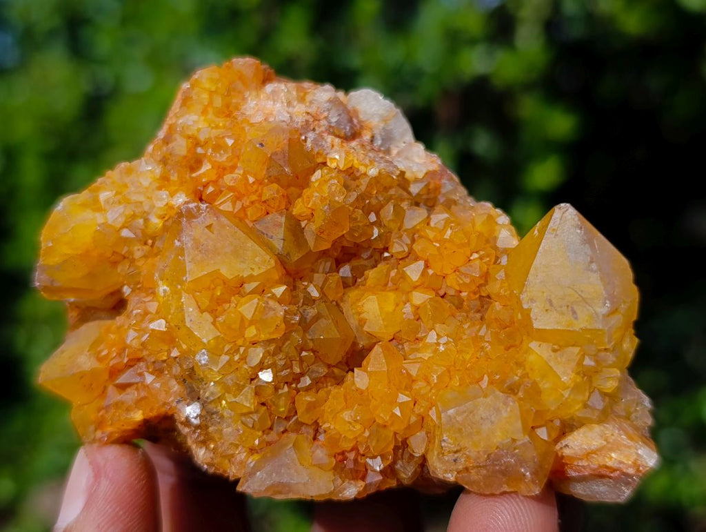 Natural Golden Limonite Spirit Quartz Crystal Clusters x 12 From Boekenhouthoek, South Africa - Toprock Gemstones and Minerals 