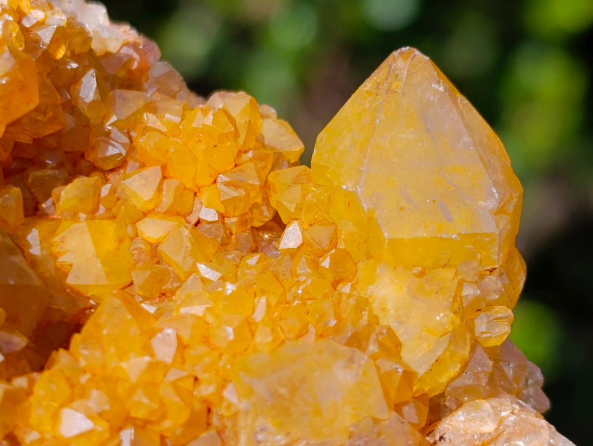 Natural Golden Limonite Spirit Quartz Crystal Clusters x 12 From Boekenhouthoek, South Africa - Toprock Gemstones and Minerals 