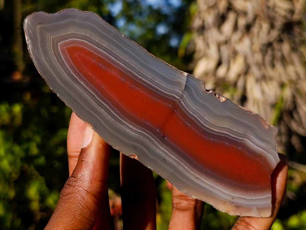 Polished One Side Red Shashe River Agate Nodules x 3 From Shashe River, Zimbabwe - Toprock Gemstones and Minerals 