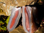 Polished One Side Red Shashe River Agate Nodules x 3 From Shashe River, Zimbabwe - Toprock Gemstones and Minerals 