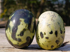 Polished Leopard Stone Palm Stones x 12 From Zimbabwe - Toprock Gemstones and Minerals 
