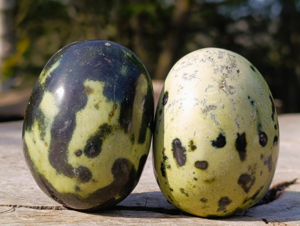 Polished Leopard Stone Palm Stones x 12 From Zimbabwe - Toprock Gemstones and Minerals 